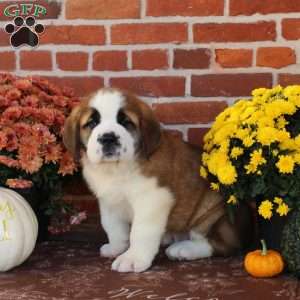 Jackson, Saint Bernard Puppy
